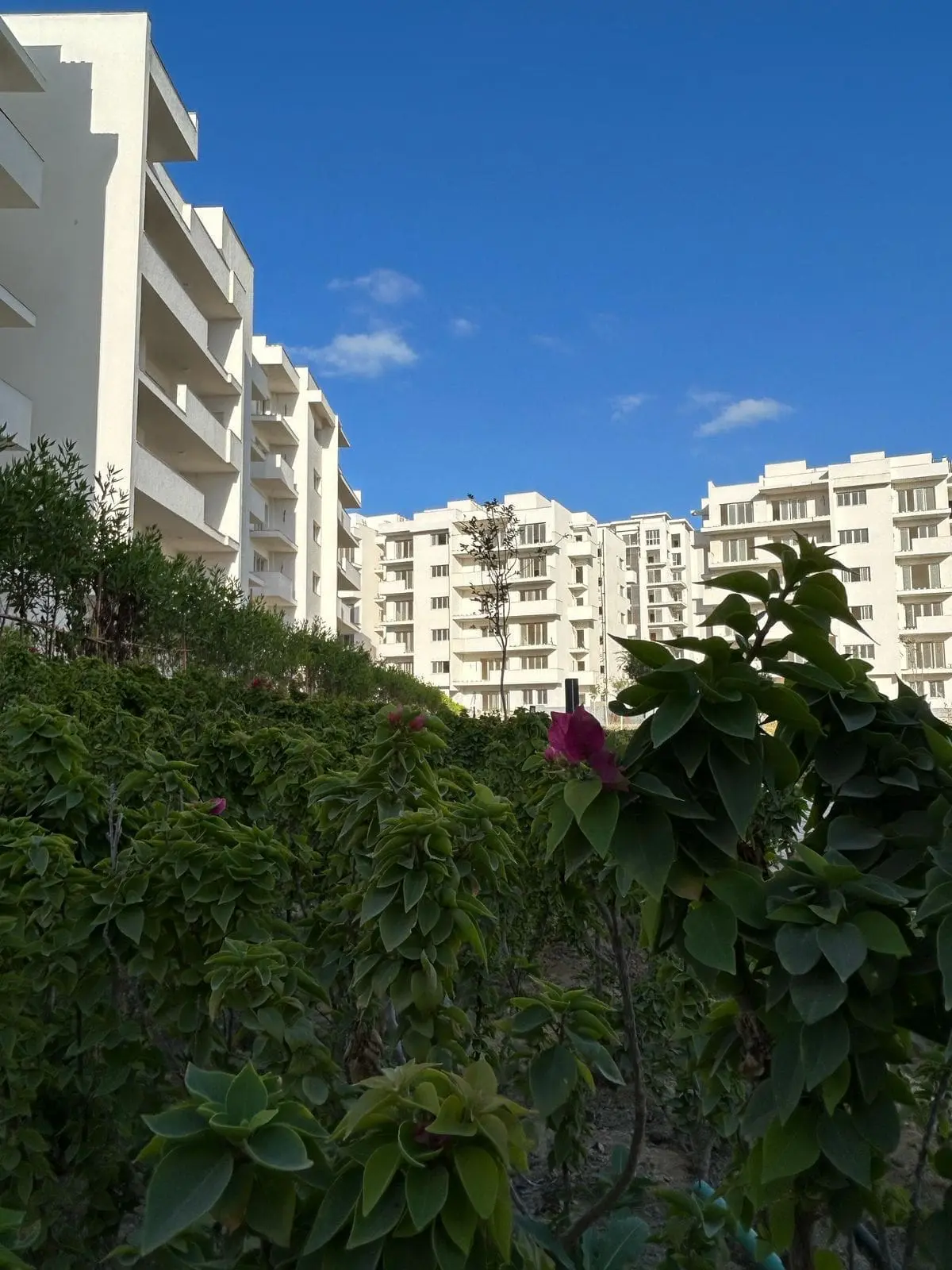 WhatsApp Image 2025-08-27 at 3.34.53 AM (3)